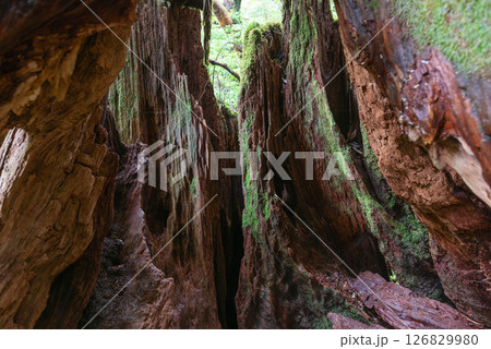 屋久島白谷雲水峡　苔のグラデーション(夏) 126829980
