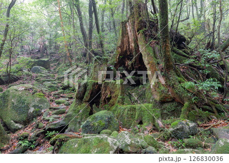 屋久島白谷雲水峡　苔が日本一きれいな森(夏) 126830036