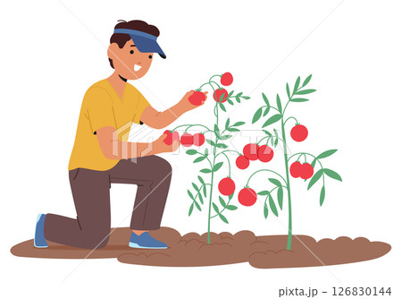 Preteen boy child cartoon character picking tomatoes harvest engaged in homegrown produce scene 126830144