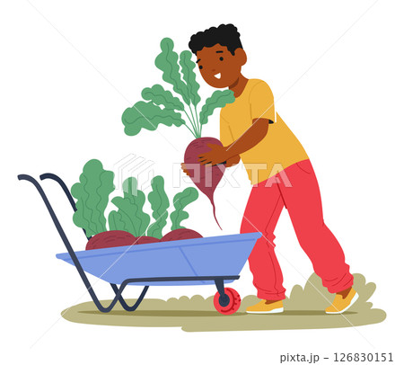 Happy cute boy kid little helper character gathering beetroot crop into wheelbarrow cartoon scene 126830151