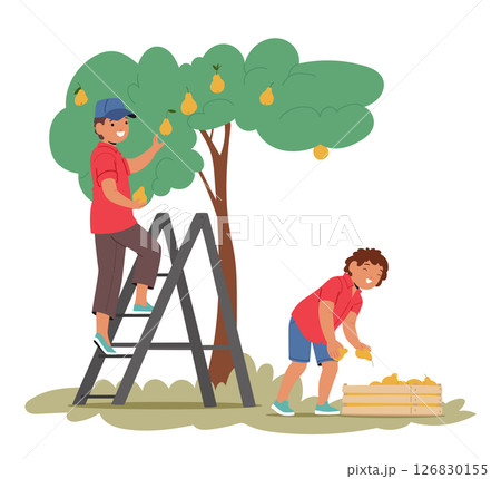 Little boys children cartoon character plucking ripe pear fruits harvesting in orchard garden scene 126830155