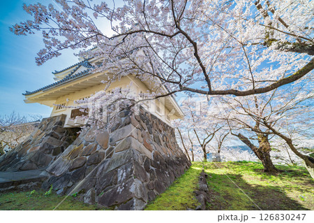 「青森県」桜咲く春の三戸城の風景 三戸町 「青森県」桜咲く春の三戸城の風景 三戸町 126830247