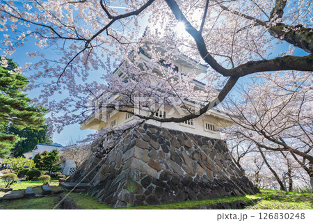 「青森県」桜咲く春の三戸城の風景 三戸町 「青森県」桜咲く春の三戸城の風景 三戸町 126830248