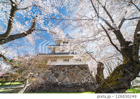 「青森県」桜咲く春の三戸城の風景　三戸町 126830249