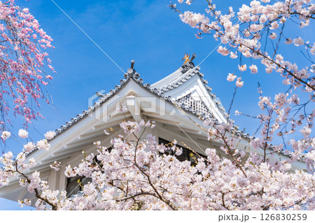 「青森県」桜咲く春の三戸城の風景 三戸町 「青森県」桜咲く春の三戸城の風景 三戸町 126830259