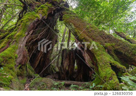 屋久島白谷雲水峡　屋久杉切り株(秋)島の生き証人 126830350