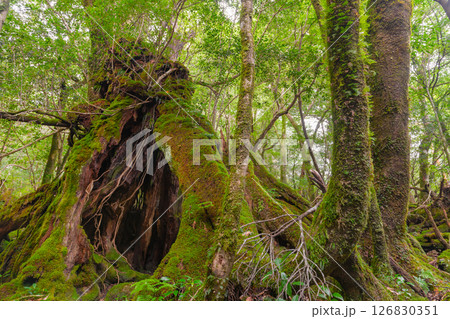 屋久島白谷雲水峡　巨大屋久杉切り株(秋) 126830351