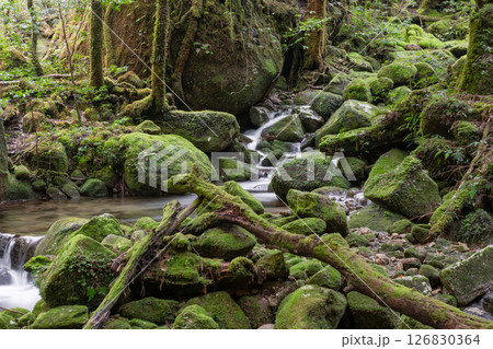 屋久島白谷雲水峡　苔が日本一きれいな谷(秋) 126830364