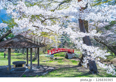 「青森県」桜咲く国史跡三戸城跡城山公園の風景 三戸町 「青森県」桜咲く国史跡三戸城跡城山公園の風景 三戸町 126830365