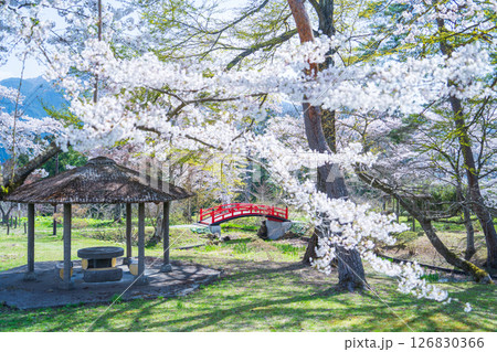 「青森県」桜咲く国史跡三戸城跡城山公園の風景　三戸町 126830366