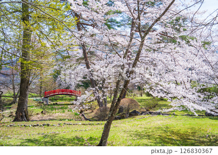 「青森県」桜咲く国史跡三戸城跡城山公園の風景 三戸町 「青森県」桜咲く国史跡三戸城跡城山公園の風景 三戸町 126830367