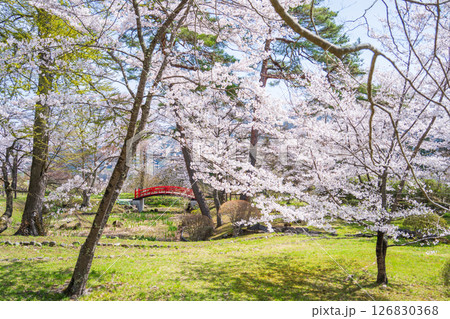 「青森県」桜咲く国史跡三戸城跡城山公園の風景　三戸町 126830368