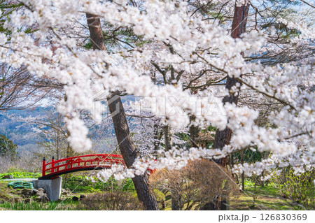 「青森県」桜咲く国史跡三戸城跡城山公園の風景　三戸町 126830369