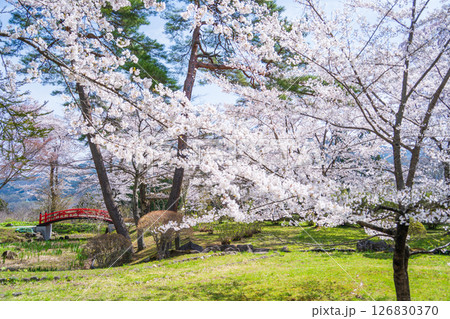 「青森県」桜咲く国史跡三戸城跡城山公園の風景 三戸町 「青森県」桜咲く国史跡三戸城跡城山公園の風景 三戸町 126830370