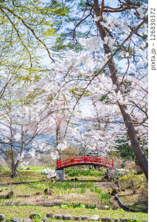 「青森県」桜咲く国史跡三戸城跡城山公園の風景　三戸町 126830372