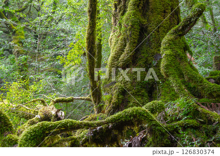 屋久島白谷雲水峡　苔が日本一きれいな森(秋) 126830374