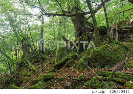 屋久島白谷雲水峡　日本一苔がきれいな森(秋) 126830413
