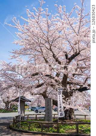 「青森県」桜咲く国史跡三戸城跡城山公園の風景 三戸町 「青森県」桜咲く国史跡三戸城跡城山公園の風景 三戸町 126830423