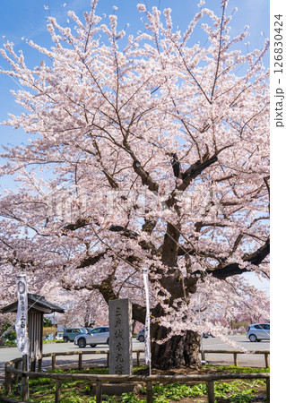 「青森県」桜咲く国史跡三戸城跡城山公園の風景 三戸町 「青森県」桜咲く国史跡三戸城跡城山公園の風景 三戸町 126830424