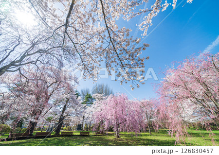 「青森県」桜咲く国史跡三戸城跡城山公園の風景 三戸町 「青森県」桜咲く国史跡三戸城跡城山公園の風景 三戸町 126830457