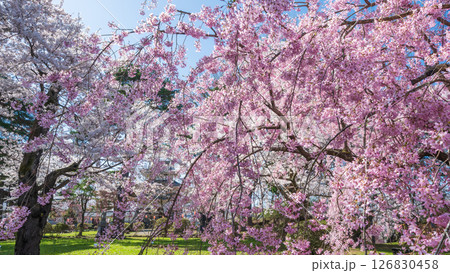 「青森県」桜咲く国史跡三戸城跡城山公園の風景 三戸町 「青森県」桜咲く国史跡三戸城跡城山公園の風景 三戸町 126830458