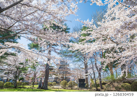 「青森県」桜咲く国史跡三戸城跡城山公園の風景　三戸町 126830459