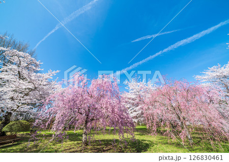 「青森県」桜咲く国史跡三戸城跡城山公園の風景　三戸町 126830461