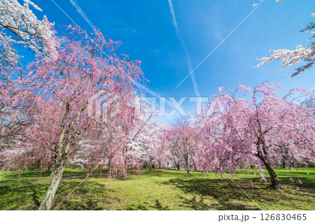 「青森県」桜咲く国史跡三戸城跡城山公園の風景　三戸町 126830465