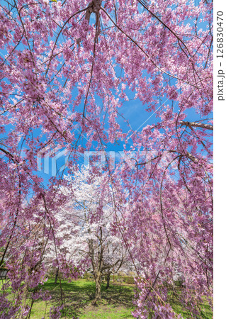「青森県」桜咲く国史跡三戸城跡城山公園の風景 三戸町 「青森県」桜咲く国史跡三戸城跡城山公園の風景 三戸町 126830470