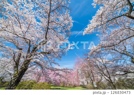 「青森県」桜咲く国史跡三戸城跡城山公園の風景　三戸町 126830473