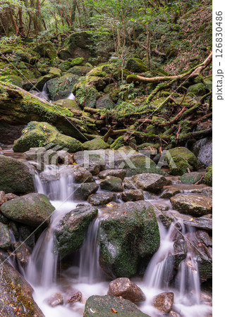 屋久島白谷雲水峡　日本一苔がきれいな沢(秋) 126830486