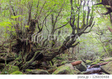 屋久島白谷雲水峡 日本一苔がきれいな谷(秋) 屋久島白谷雲水峡 日本一苔がきれいな谷(秋) 126830488