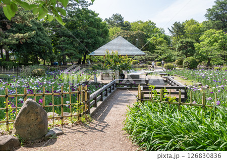 鶴舞公園の花菖蒲（愛知県名古屋市昭和区） 126830836