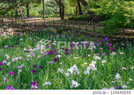 満開の花菖蒲（愛知県名古屋市昭和区　鶴舞公園） 126830839