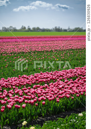 Tulip Field in the Netherlands 126830926