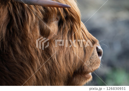 Highland Cow Highland Cow 126830931