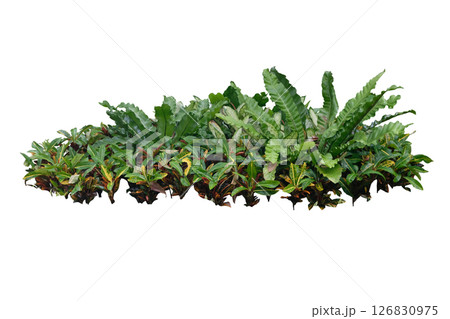 Tropical plant, shrub tree jungle 126830975