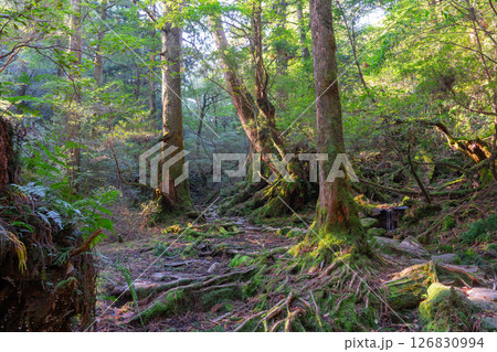 屋久島白谷雲水峡　木漏れ日と神が宿る森(秋) 126830994