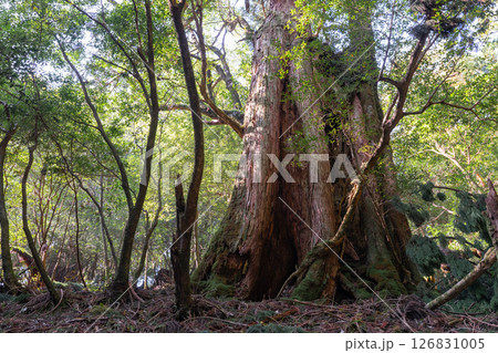 屋久島白谷雲水峡　木漏れ日と屋久杉の森(秋) 126831005