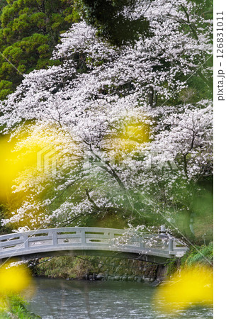 うららかな春日和に映える石橋と桜風景「豊かな田園風景の中にある神社と桜風景」(瀬田神社)大津町瀬田 うららかな春日和に映える石橋と桜風景「豊かな田園風景の中にある神社と桜風景」(瀬田神社)大津町瀬田 126831011
