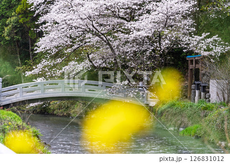 うららかな春日和に映える石橋と桜風景「豊かな田園風景の中にある神社と桜風景」(瀬田神社)大津町瀬田 126831012