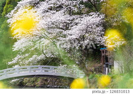 うららかな春日和に映える石橋と桜風景「豊かな田園風景の中にある神社と桜風景」(瀬田神社)大津町瀬田 126831013