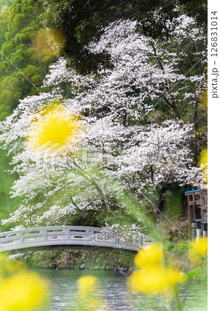 うららかな春日和に映える石橋と桜風景「豊かな田園風景の中にある神社と桜風景」(瀬田神社)大津町瀬田 126831014