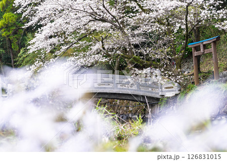 うららかな春日和に映える石橋と桜風景「豊かな田園風景の中にある神社と桜風景」(瀬田神社)大津町瀬田 126831015