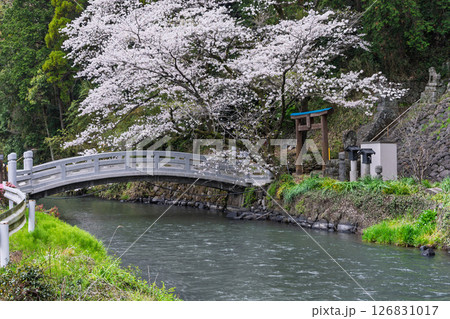 うららかな春日和に映える石橋と桜風景「豊かな田園風景の中にある神社と桜風景」(瀬田神社)大津町瀬田 126831017