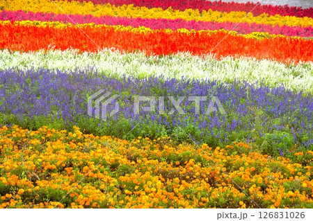 美瑛の丘の風景　四季彩の丘（早朝の花畑） 126831026