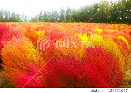 美瑛の丘の風景　四季彩の丘（早朝の花畑）コキア 126831027