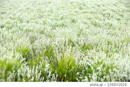 美瑛の丘の風景　四季彩の丘（早朝の花畑）サルビア（白） 126831028