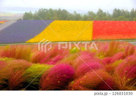 美瑛の丘の風景 四季彩の丘(早朝の花畑) 美瑛の丘の風景 四季彩の丘(早朝の花畑) 126831030
