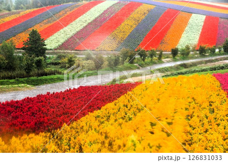 美瑛の丘の風景 四季彩の丘(早朝の花畑) 美瑛の丘の風景 四季彩の丘(早朝の花畑) 126831033